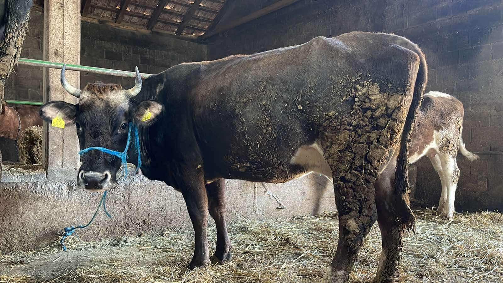 Luksemburg/Kosovo: Okončana akcija za april – Predata krava porodici Durmiši